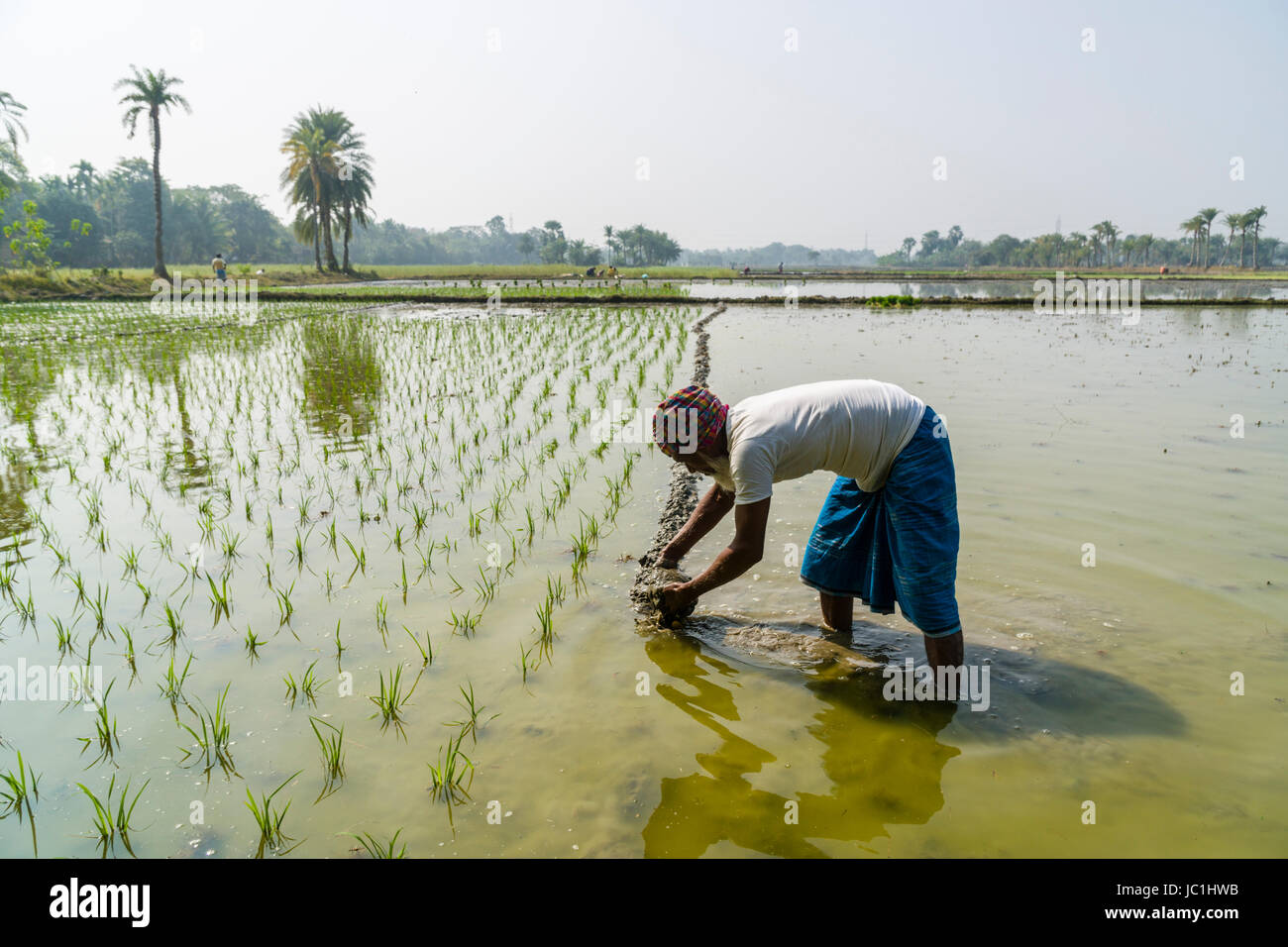 Un agriculteur travaille sur un champ de riz avec de jeunes plants de riz, dans le cadre rural de la banlieue ville nouvelle Banque D'Images