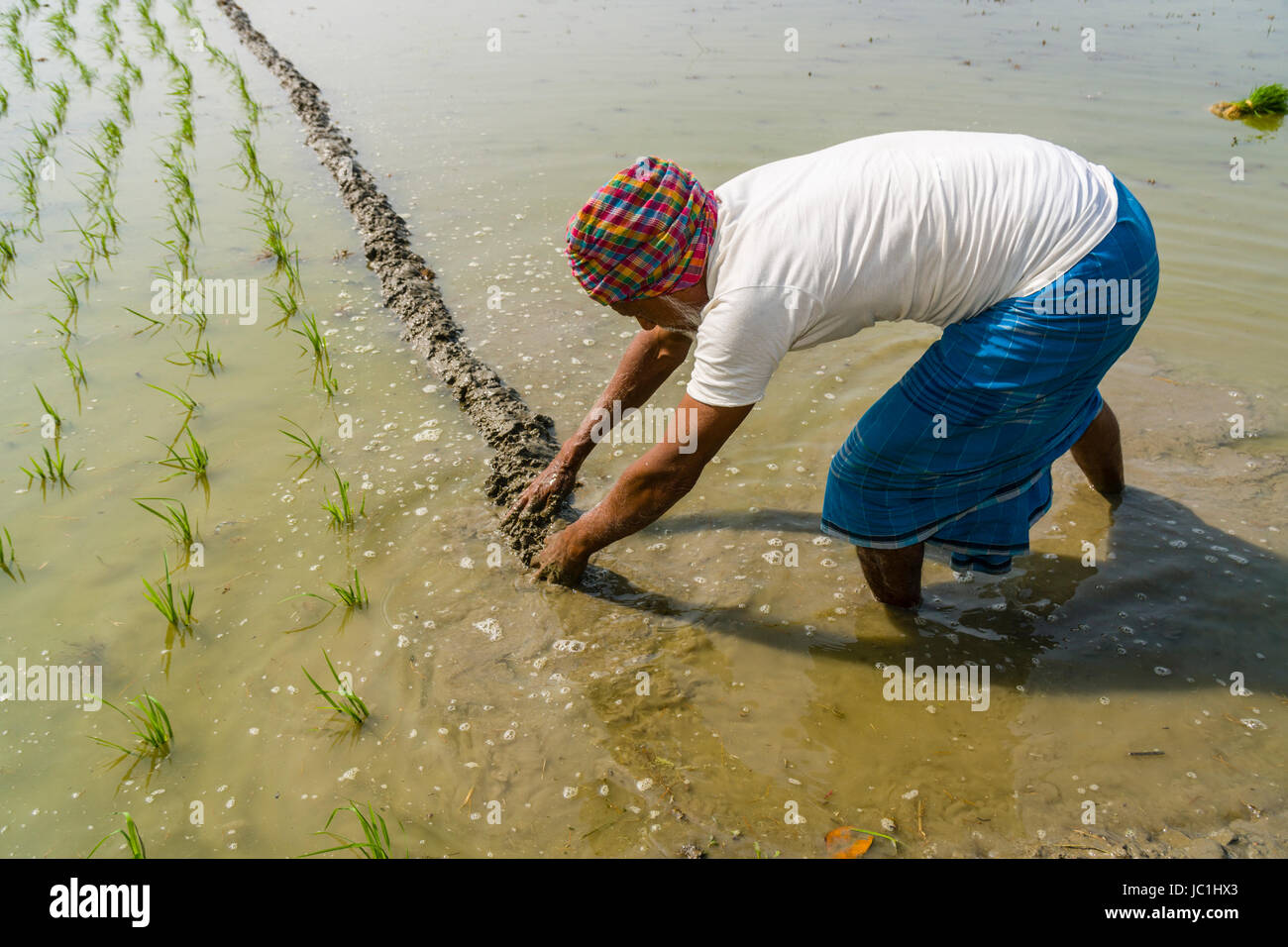 Un agriculteur travaille sur un champ de riz avec de jeunes plants de riz, dans le cadre rural de la banlieue ville nouvelle Banque D'Images