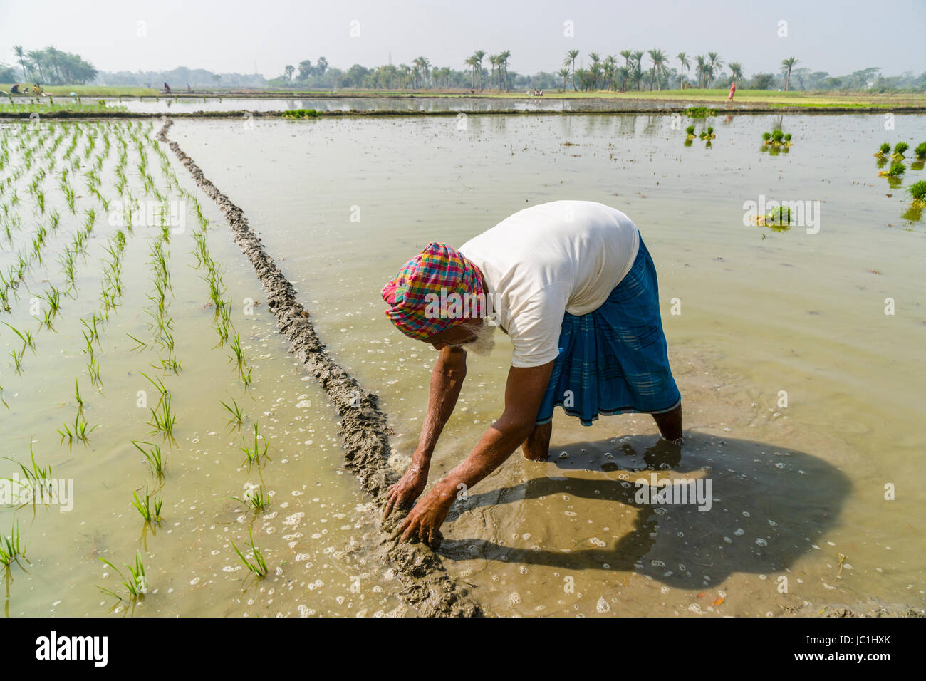 Un agriculteur travaille sur un champ de riz avec de jeunes plants de riz, dans le cadre rural de la banlieue ville nouvelle Banque D'Images