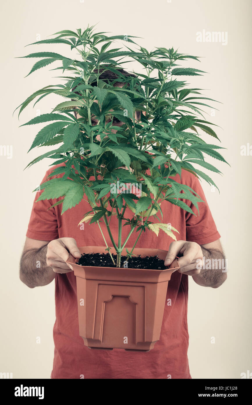 Portrait of a man holding pot de fleurs avec des plantes de cannabis. Banque D'Images