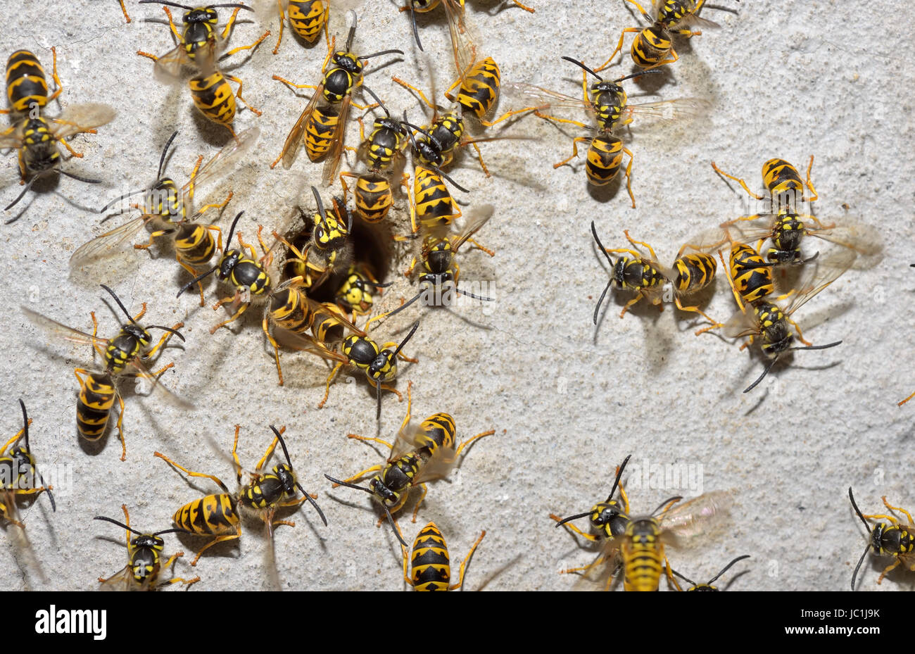 Famille et nid de guêpes Banque D'Images