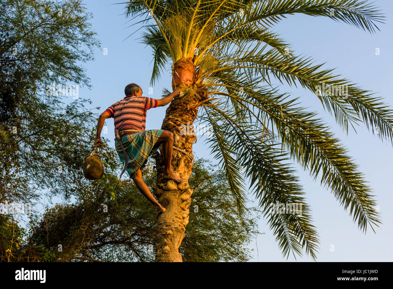 Un agriculteur moissonne l'huile de palme de l'arbre d'escalade dans l'environnement rural de la banlieue Ville Nouvelle Banque D'Images
