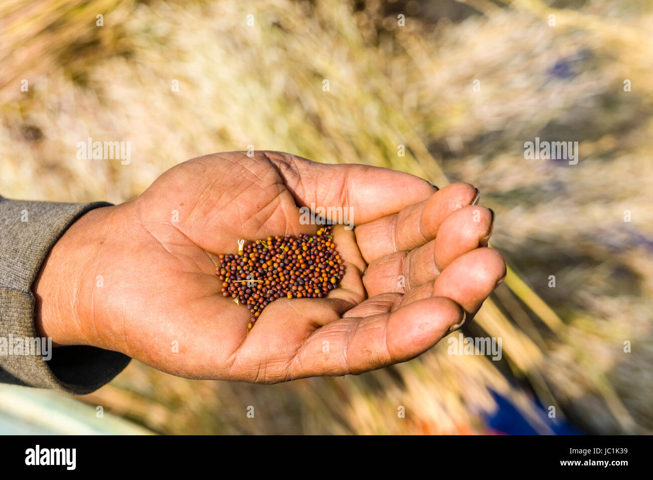 Les graines de moutarde dans la main d'un agriculteur de l'environnement rural de la banlieue ville nouvelle Banque D'Images