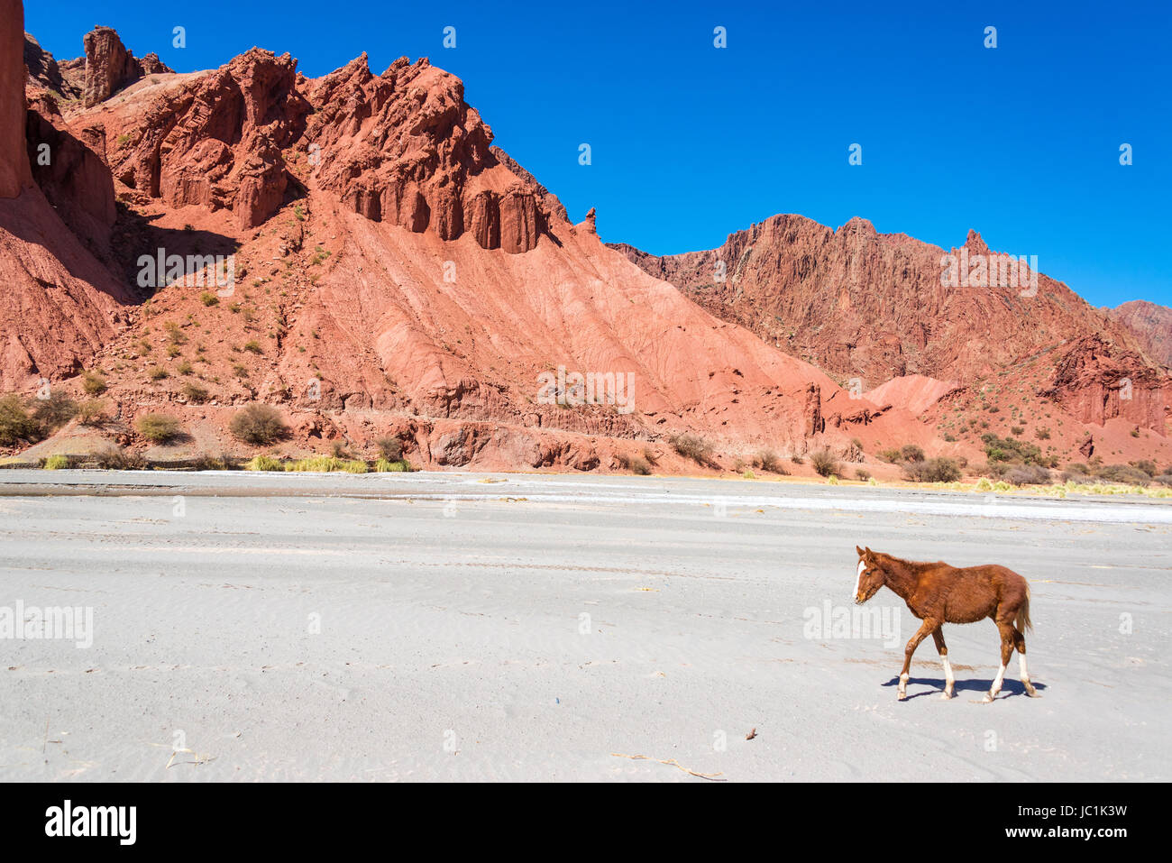 Brown et blanc colt dans un désert entouré par de spectaculaires collines rouges dans Tupiza, Bolivie Banque D'Images