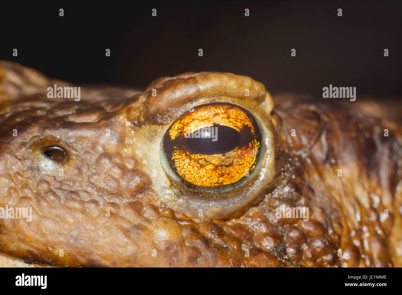 Oeil de crapaud masse gros plan extrême Banque D'Images