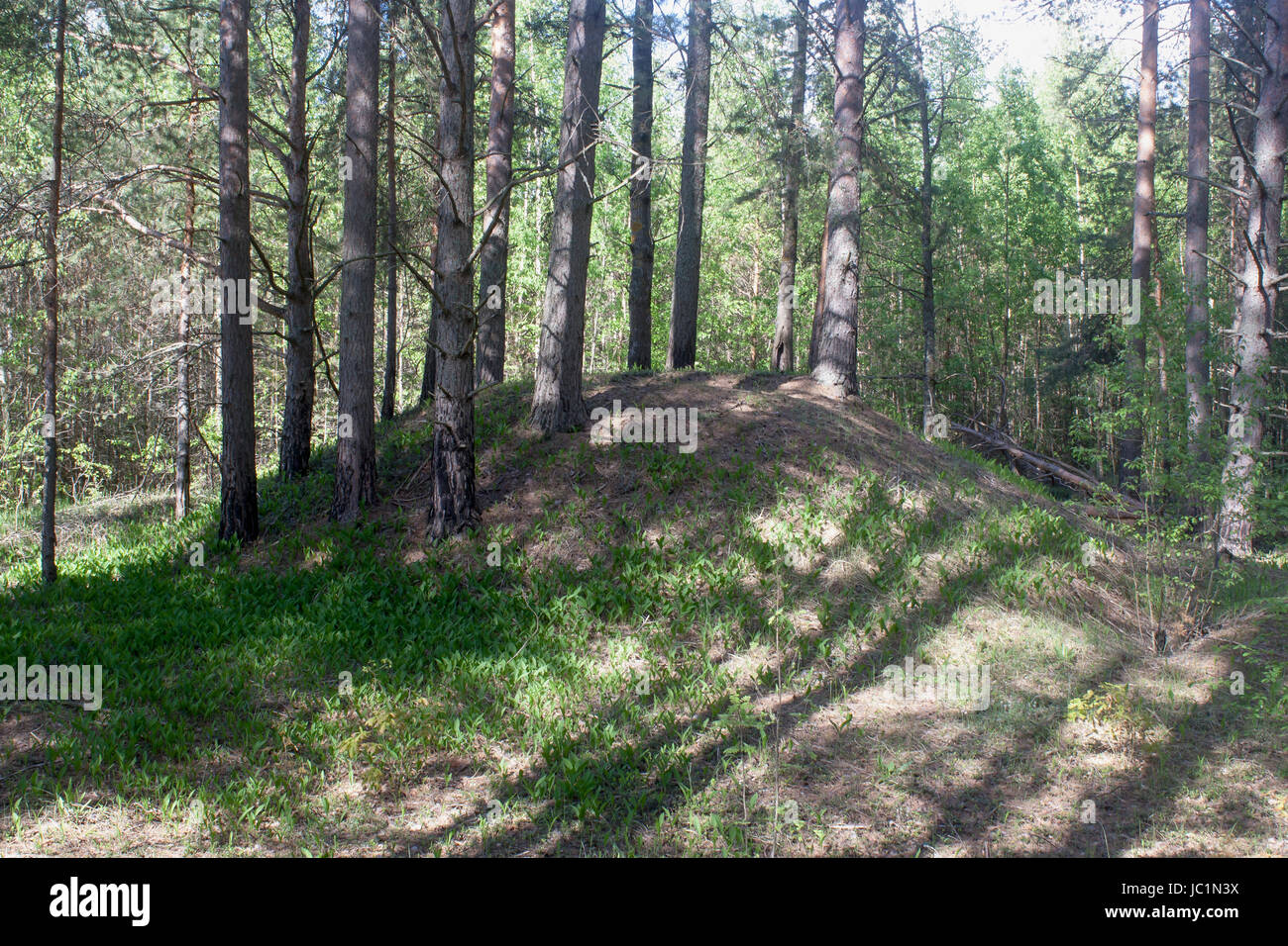 Un ancien tumulus couvert de bois Banque D'Images