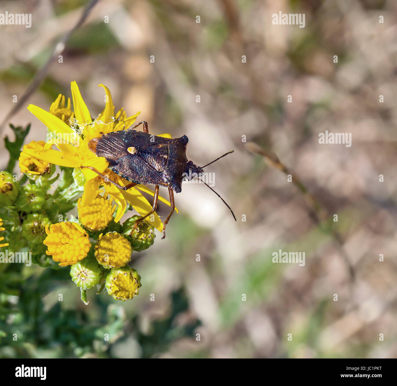 Bug de forêt ou Red-legged Shieldbug Banque D'Images