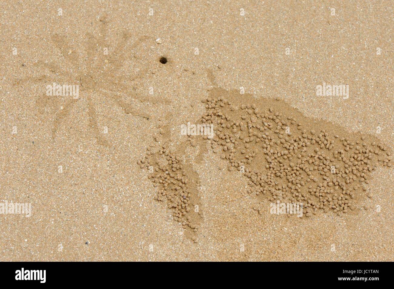 Qingdao, Qingdao, Chine. 12 Juin, 2017. Qingdao, Chine-Juin 12 2017 : (usage éditorial uniquement. Chine).Créer des crabes de Sable Sable peintures abstraites '' sur la plage de Qingdao, Chine de l'est la province de Shandong, 12 juin 2017. Crédit : SIPA Asie/ZUMA/Alamy Fil Live News Banque D'Images