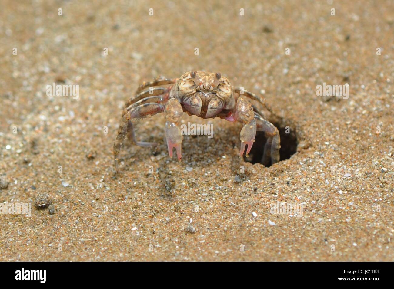 Qingdao, Qingdao, Chine. 12 Juin, 2017. Qingdao, Chine-Juin 12 2017 : (usage éditorial uniquement. Chine).Créer des crabes de Sable Sable peintures abstraites '' sur la plage de Qingdao, Chine de l'est la province de Shandong, 12 juin 2017. Crédit : SIPA Asie/ZUMA/Alamy Fil Live News Banque D'Images