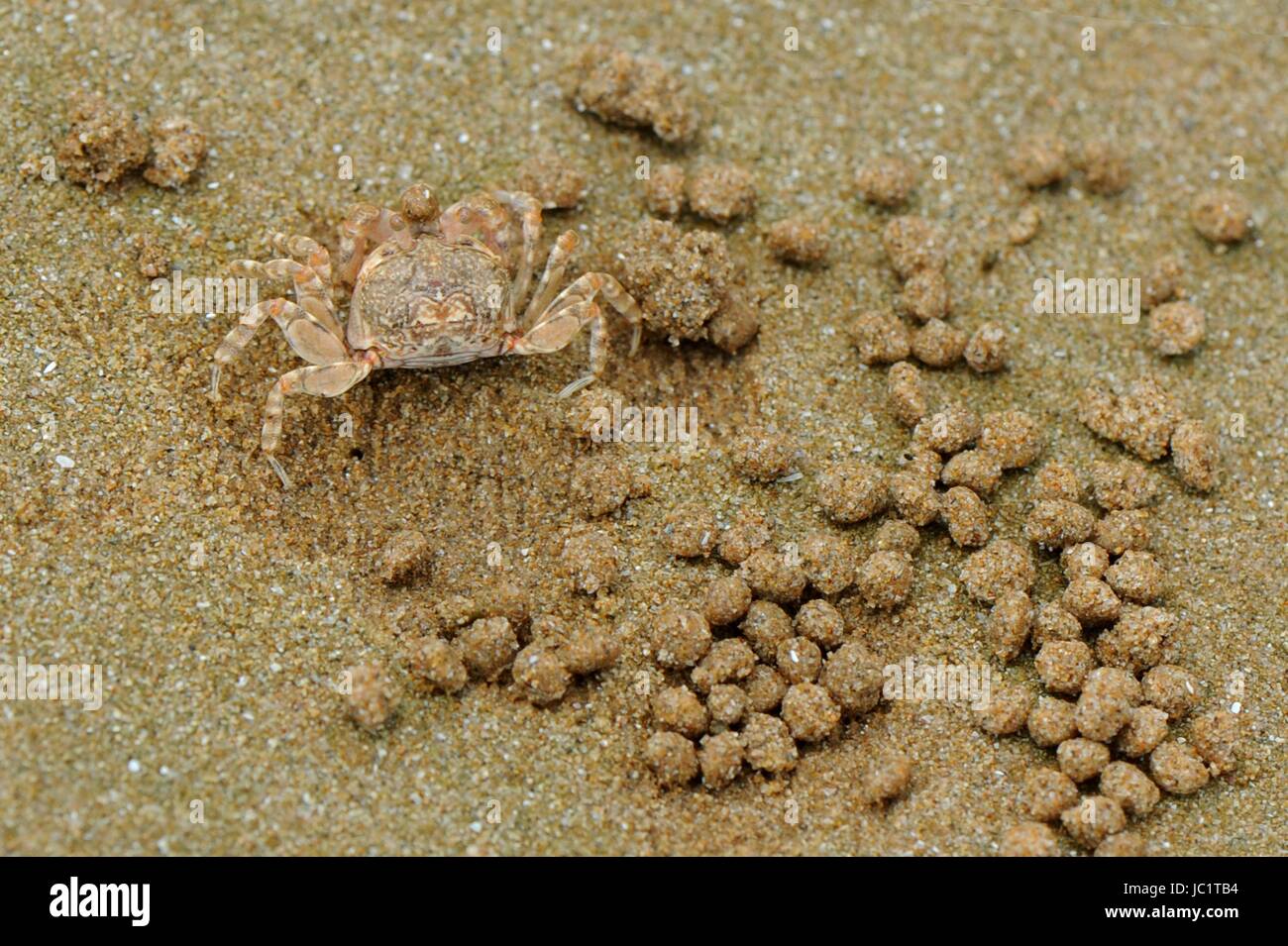 Qingdao, Qingdao, Chine. 12 Juin, 2017. Qingdao, Chine-Juin 12 2017 : (usage éditorial uniquement. Chine).Créer des crabes de Sable Sable peintures abstraites '' sur la plage de Qingdao, Chine de l'est la province de Shandong, 12 juin 2017. Crédit : SIPA Asie/ZUMA/Alamy Fil Live News Banque D'Images