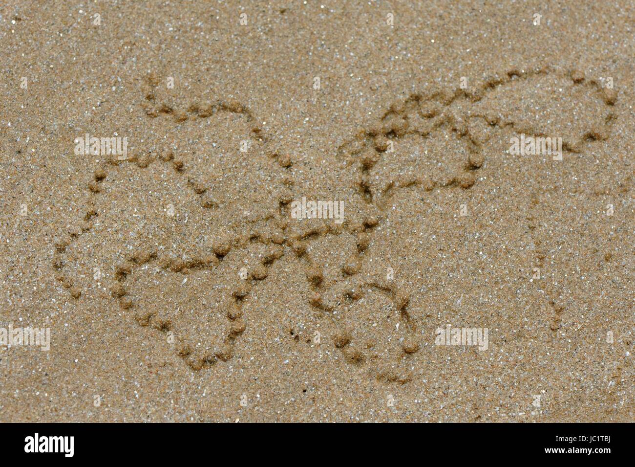 Qingdao, Qingdao, Chine. 12 Juin, 2017. Qingdao, Chine-Juin 12 2017 : (usage éditorial uniquement. Chine).Créer des crabes de Sable Sable peintures abstraites '' sur la plage de Qingdao, Chine de l'est la province de Shandong, 12 juin 2017. Crédit : SIPA Asie/ZUMA/Alamy Fil Live News Banque D'Images
