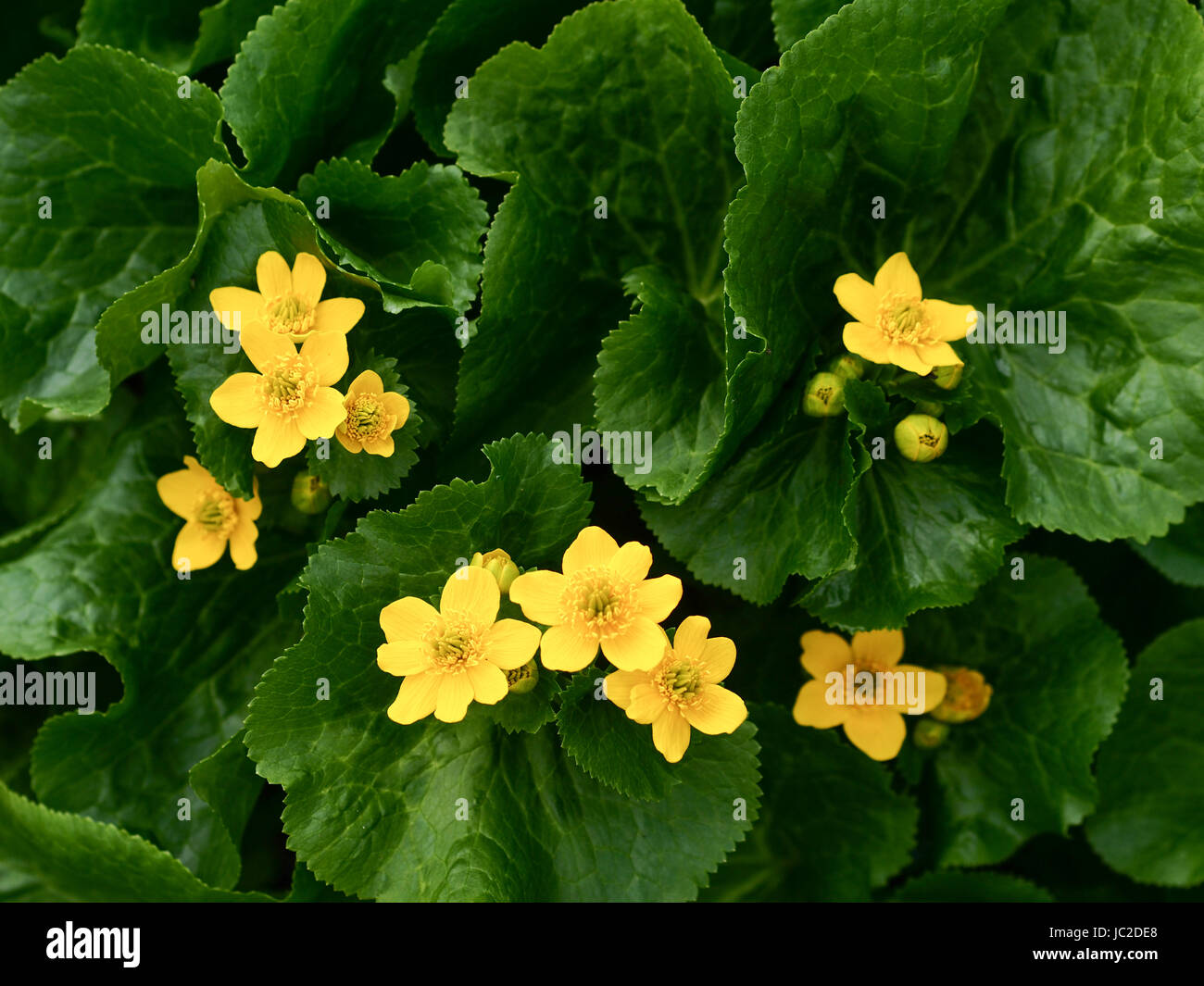 Moutarde fleur Banque D'Images