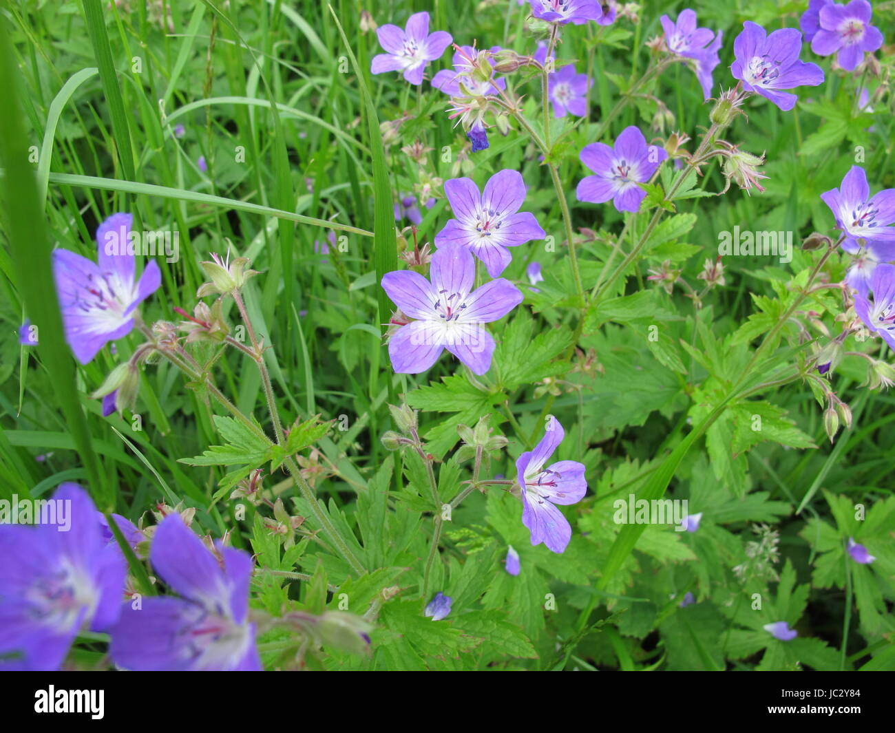 Géranium sanguin geranium pratense,meadow Banque D'Images