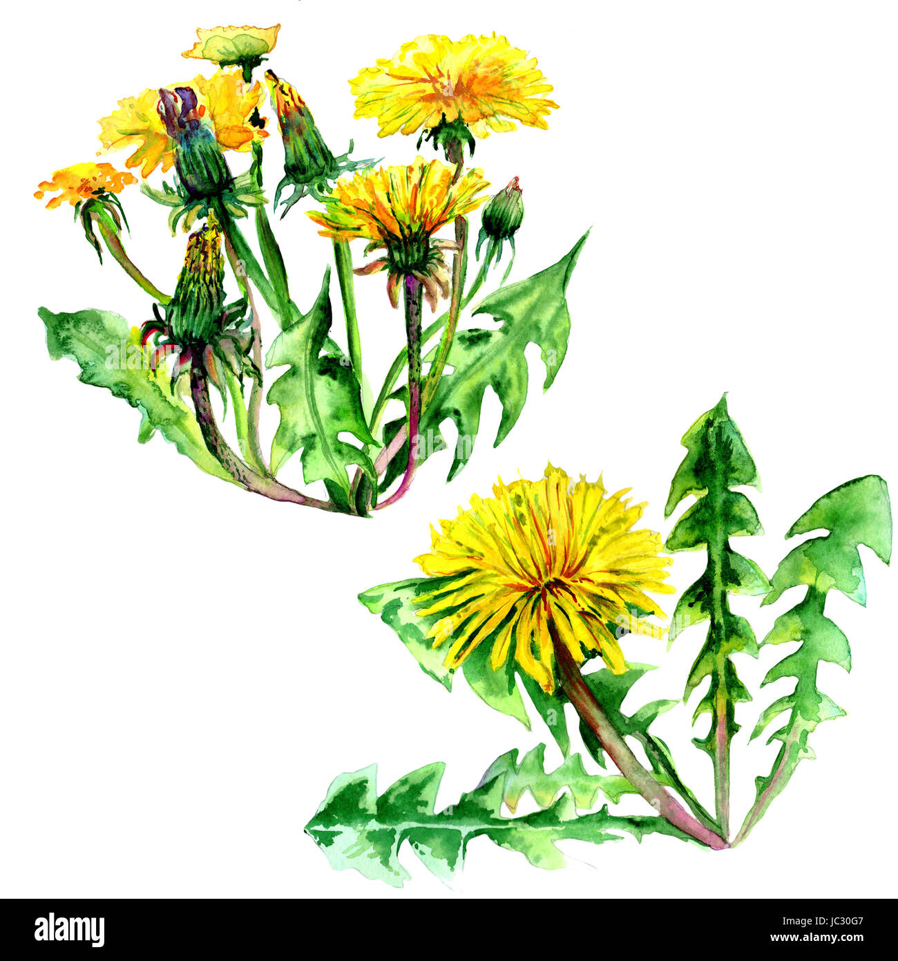 Pissenlit fleur fleurs sauvages dans un style aquarelle isolés. Fleur  sauvage aquarelle pour le fond, texture, motif de l'enrubanneuse, cadre ou  une bordure Photo Stock - Alamy