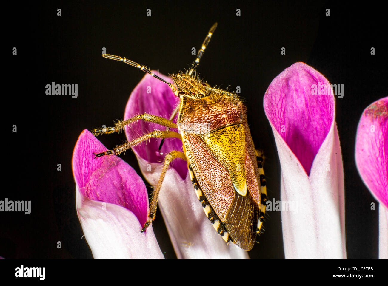 Hairy Shieldbug fond violet Banque D'Images