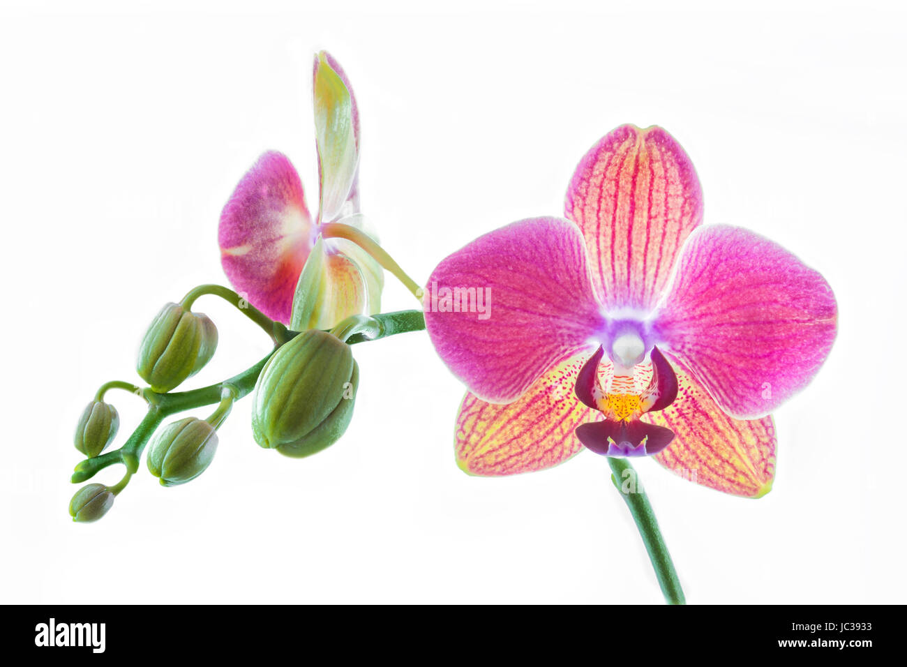Orchidee auf weißem Hintergrund Banque D'Images