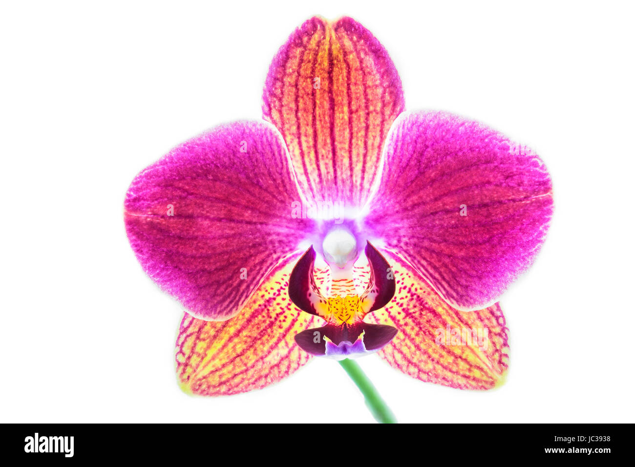 Orchidee auf weißem Hintergrund Banque D'Images