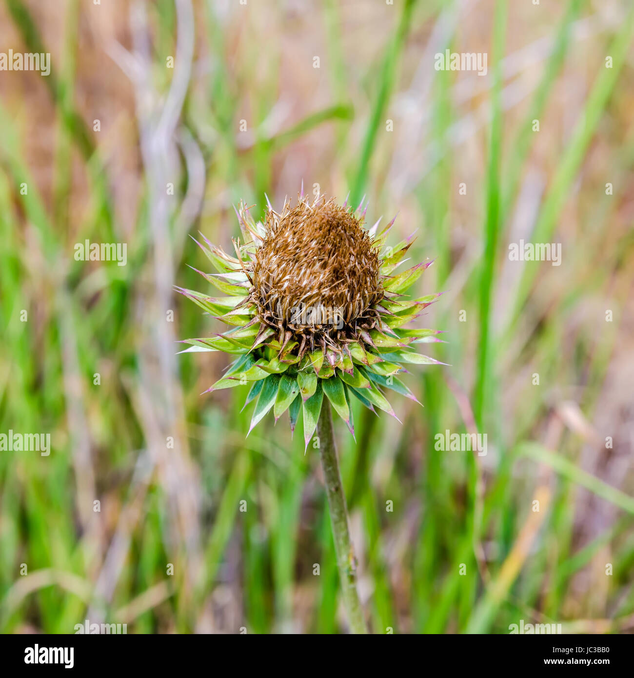 Fleur de chardon dans les prés. Onopordum acanthium. Plantes sauvages en pétard Banque D'Images