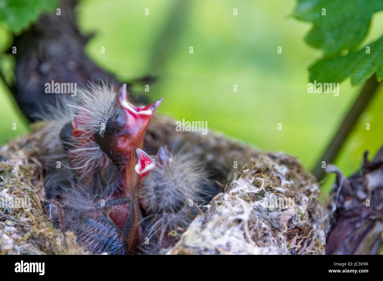 de petits oiseaux noirs affamés dans le nid. Tuddus merula Banque D'Images