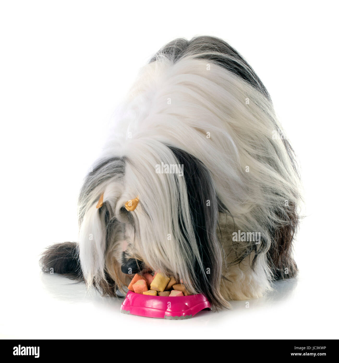 Bearded collie in front of white background Banque D'Images