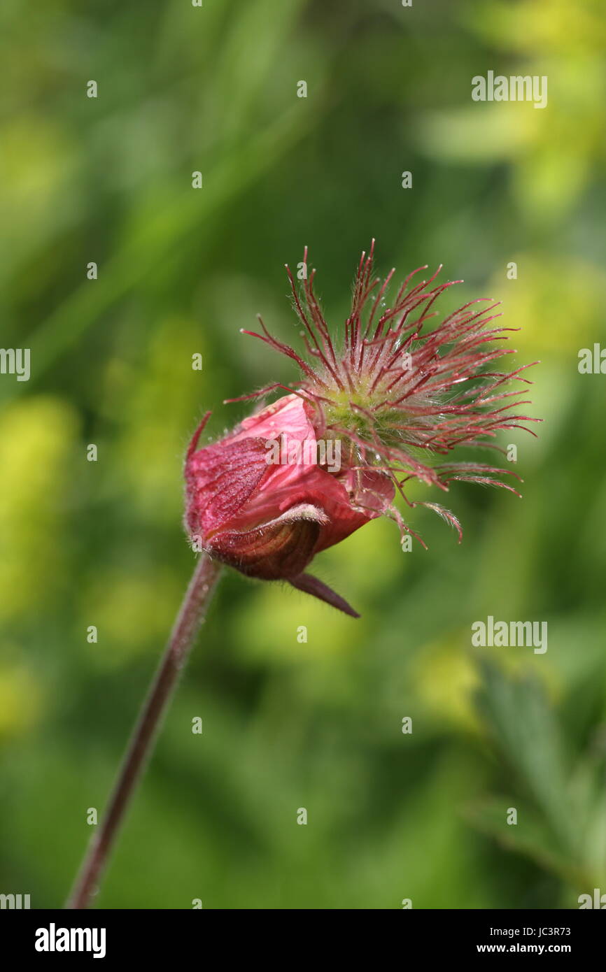 Geum rivale, communément connu sous le nom de benoîte de l'eau. J'ai trouvé ce dans le Yorkshire Dales, North Yorkshire, UK. Banque D'Images