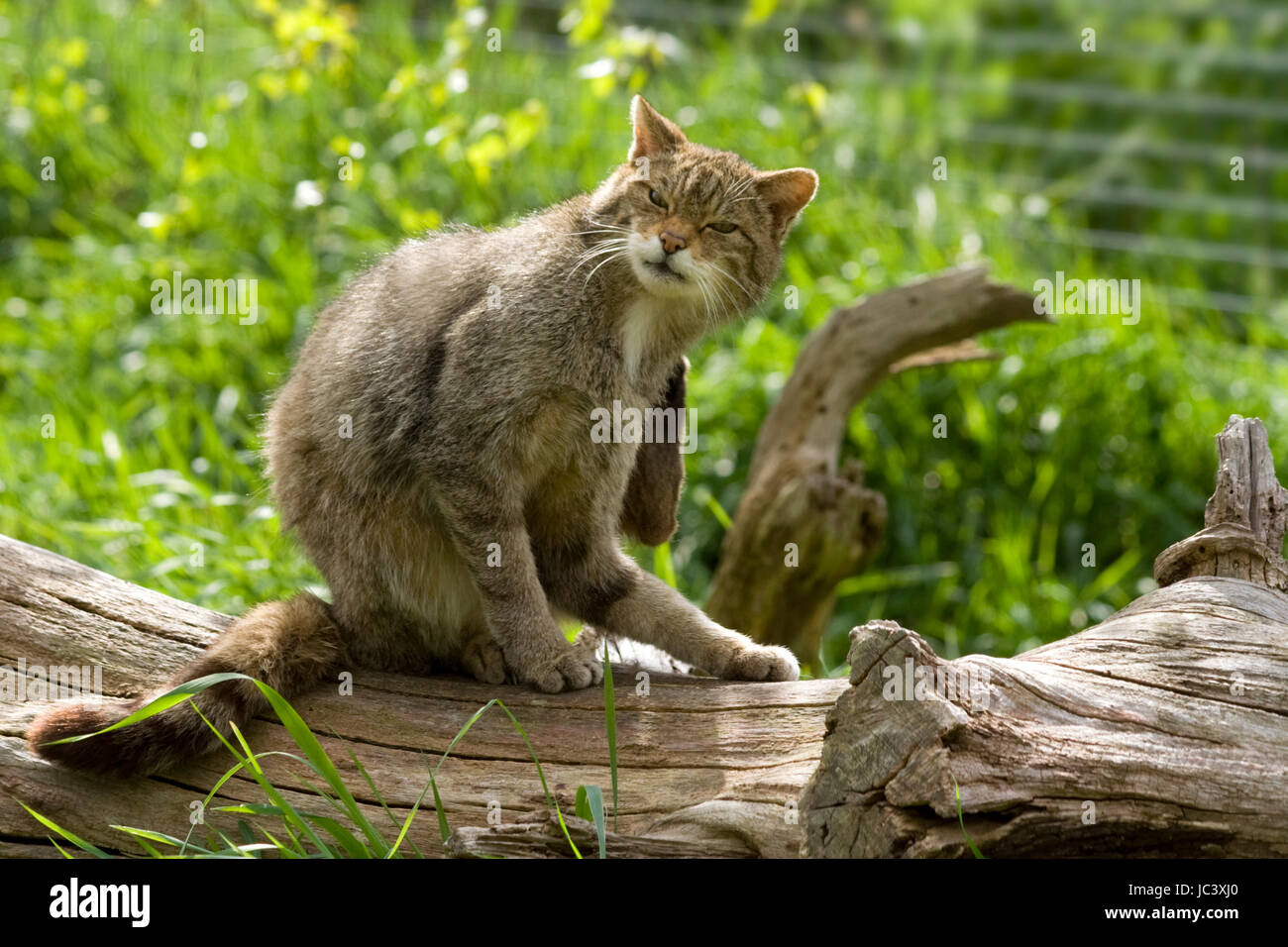 Scottish wildcat programme de reproduction en captivité à la British Wildlife Centre Surrey. Felix sylvestris plus grand que chat tigré avec embout noir queue touffue. Banque D'Images