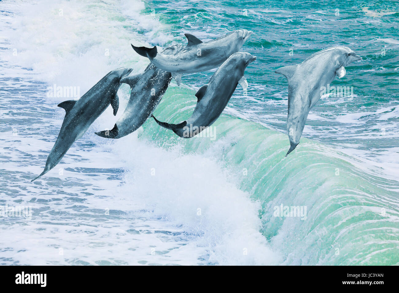 Les Dauphins Dans La Mer Beau Dauphins Sautant Au Dessus De Vagues Deferlantes Saut Au Dessus De L Eau Blue Dolphin Photo Stock Alamy Les Dauphins Dans La Mer Beau Dauphins Sautant Au Dessus De Vagues Deferlantes Saut Au Dessus De L Eau Blue Dolphin Photo Stock Alamy
