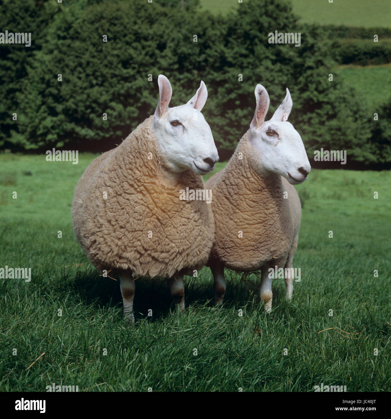 Ensemble, un border Leicester ram et moutons brebis, regarder et écouter  avec les oreilles dressées sur l'herbe des pâturages dans le Herefordshire,  juin Photo Stock - Alamy