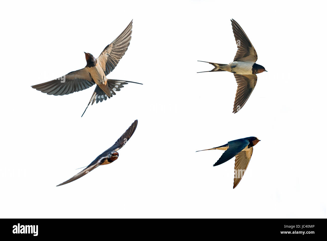 Diverses postures du swallow Hirundo rustica sur fond blanc Banque D'Images