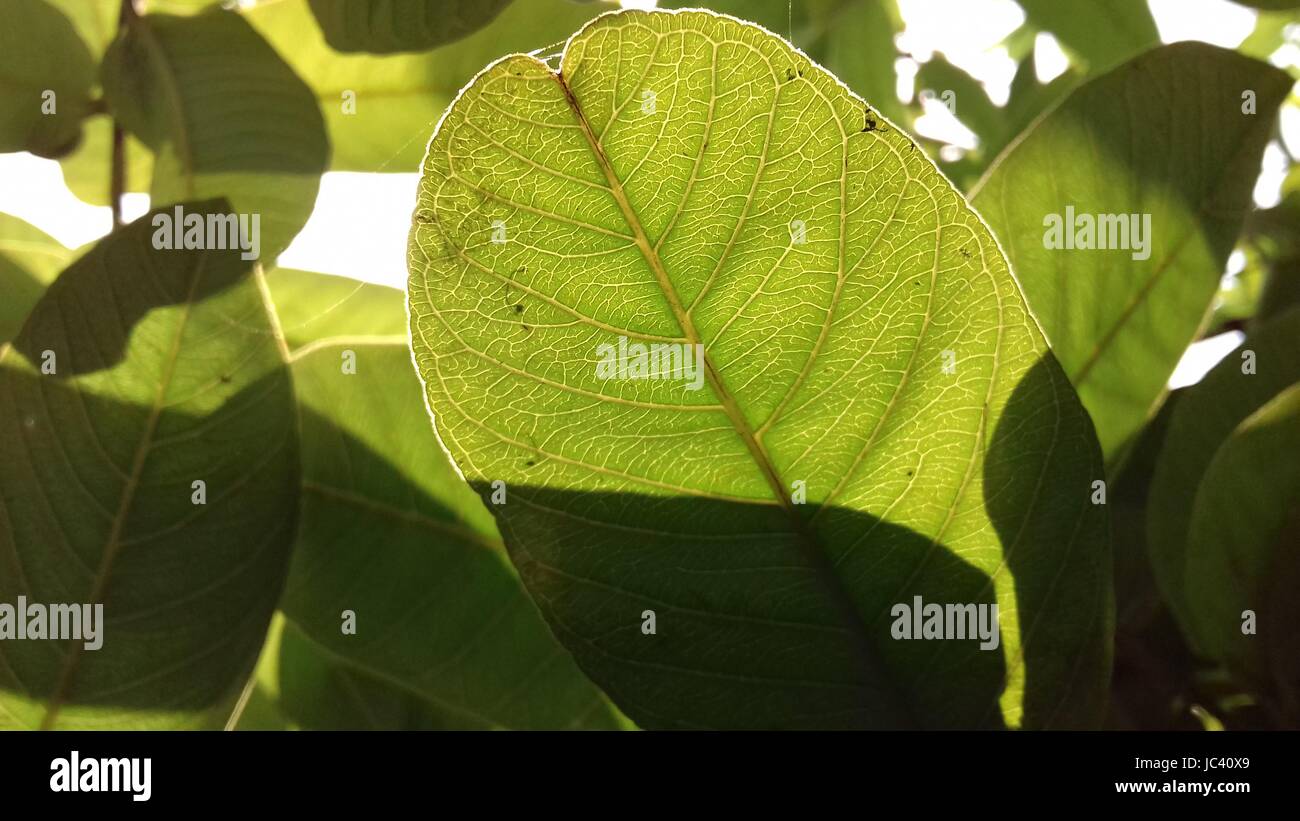 Fond d'écran feuilles feuilles de goyave du soleil Banque D'Images