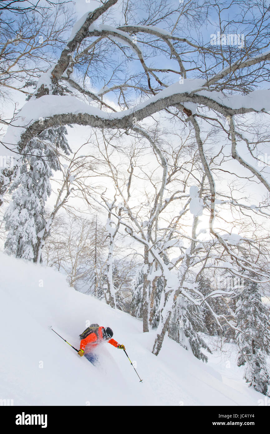 Un mâle est freerider le ski en poudreuse profonde dans la forêt de Kiroro Skiing Resort sur l'île d'Hokkaido, l'île du nord du Japon, célèbre pour l'extrême neige tomber. Banque D'Images
