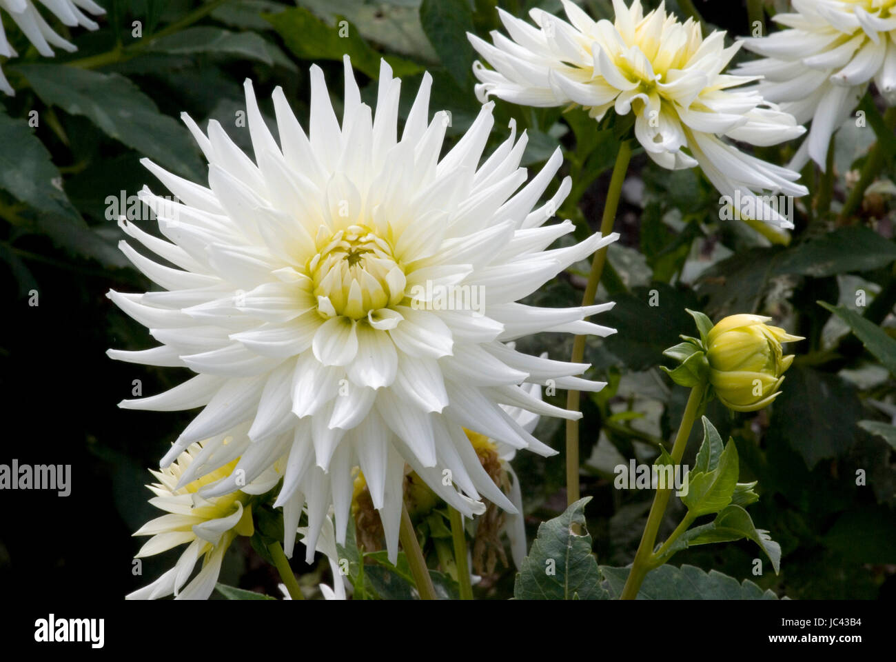 Dahlia variété Mon Amour Banque D'Images