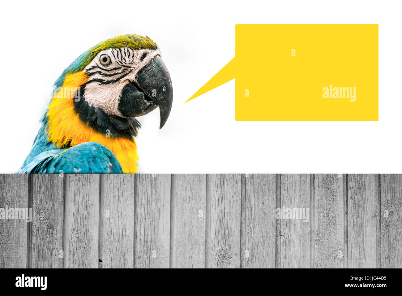 Portrait d'un macaw parrot isolated on white Banque D'Images