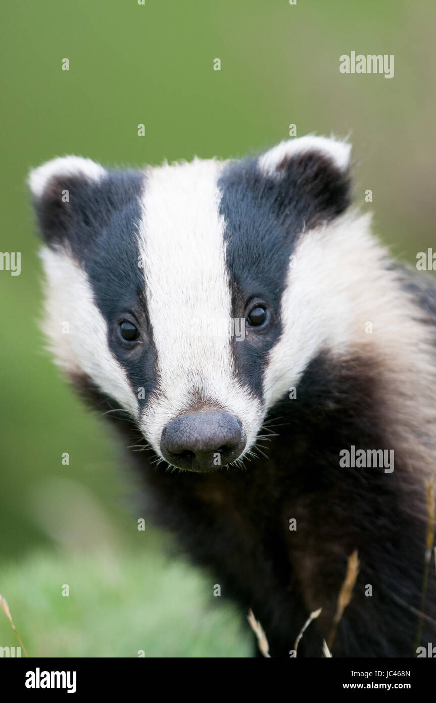 Tete De Blaireau Sur Le Bas Photo Stock Alamy