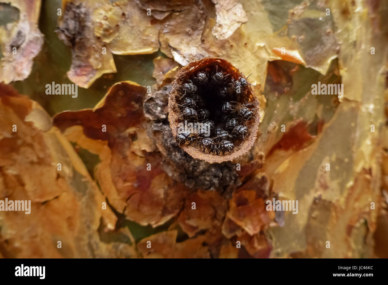 Close up d'un insecte nid dans un trou d'arbre, Chapada Diamantina — free download