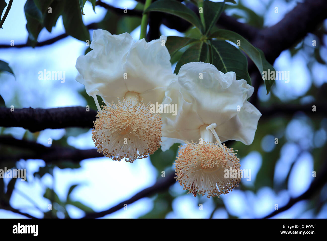 Fleurs de baobab au lever du soleil Banque D'Images