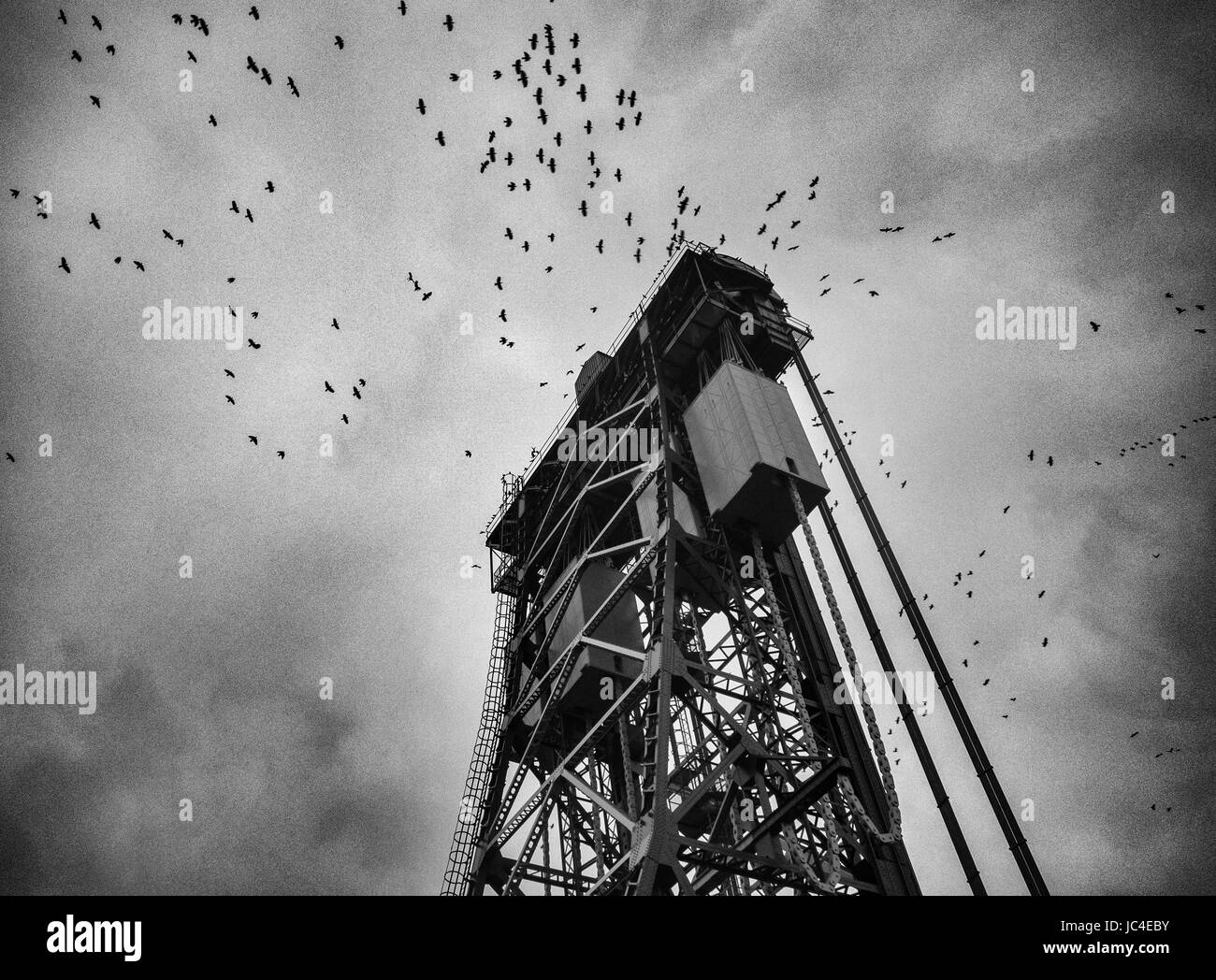 Le repos des oiseaux sur le saut 11 Tees énumérés pont de Newport à Middlesbrough Banque D'Images