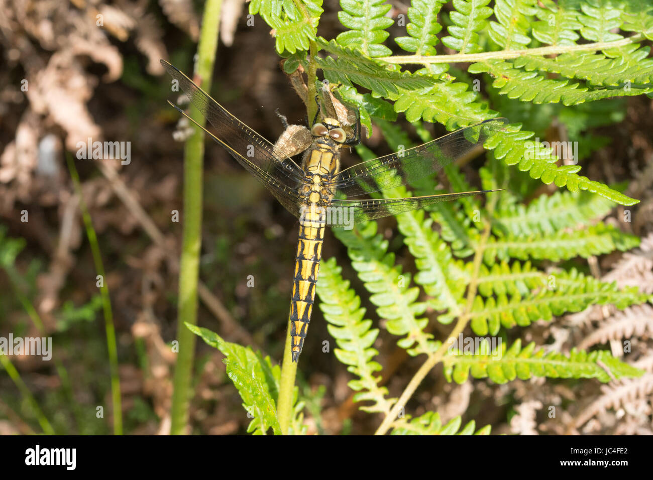 Black-tailed skimmer libellule Orthetrum cancellatum (femelle) la consommation d'une espèce Banque D'Images
