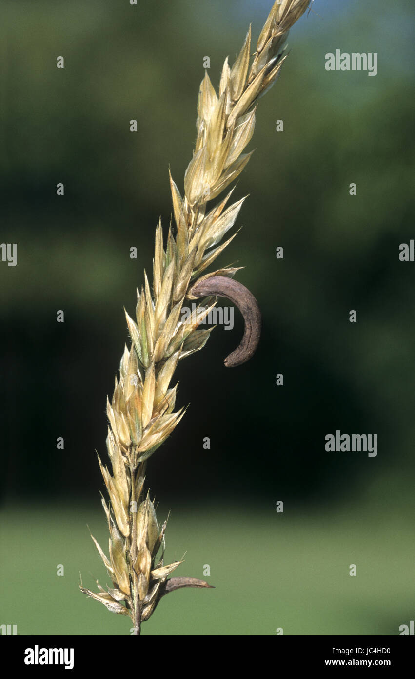 - L'Ergot Claviceps purpurea Banque D'Images - L'Ergot Claviceps purpurea Banque D'Images