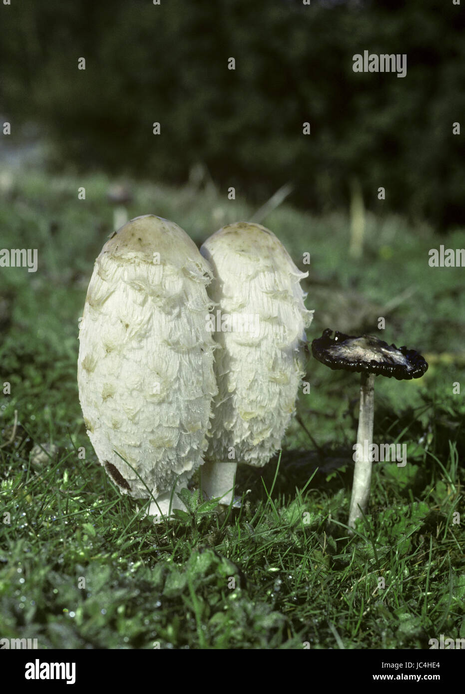 Shaggy Inkcap ou avocat - Coprinus comatus la perruque Banque D'Images