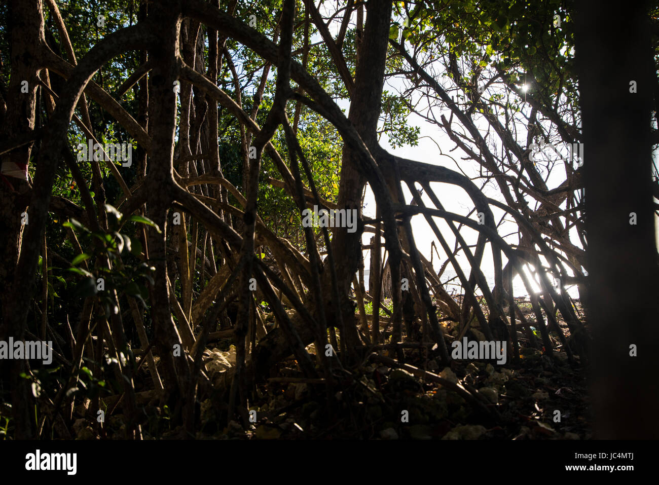 mangroves Banque D'Images