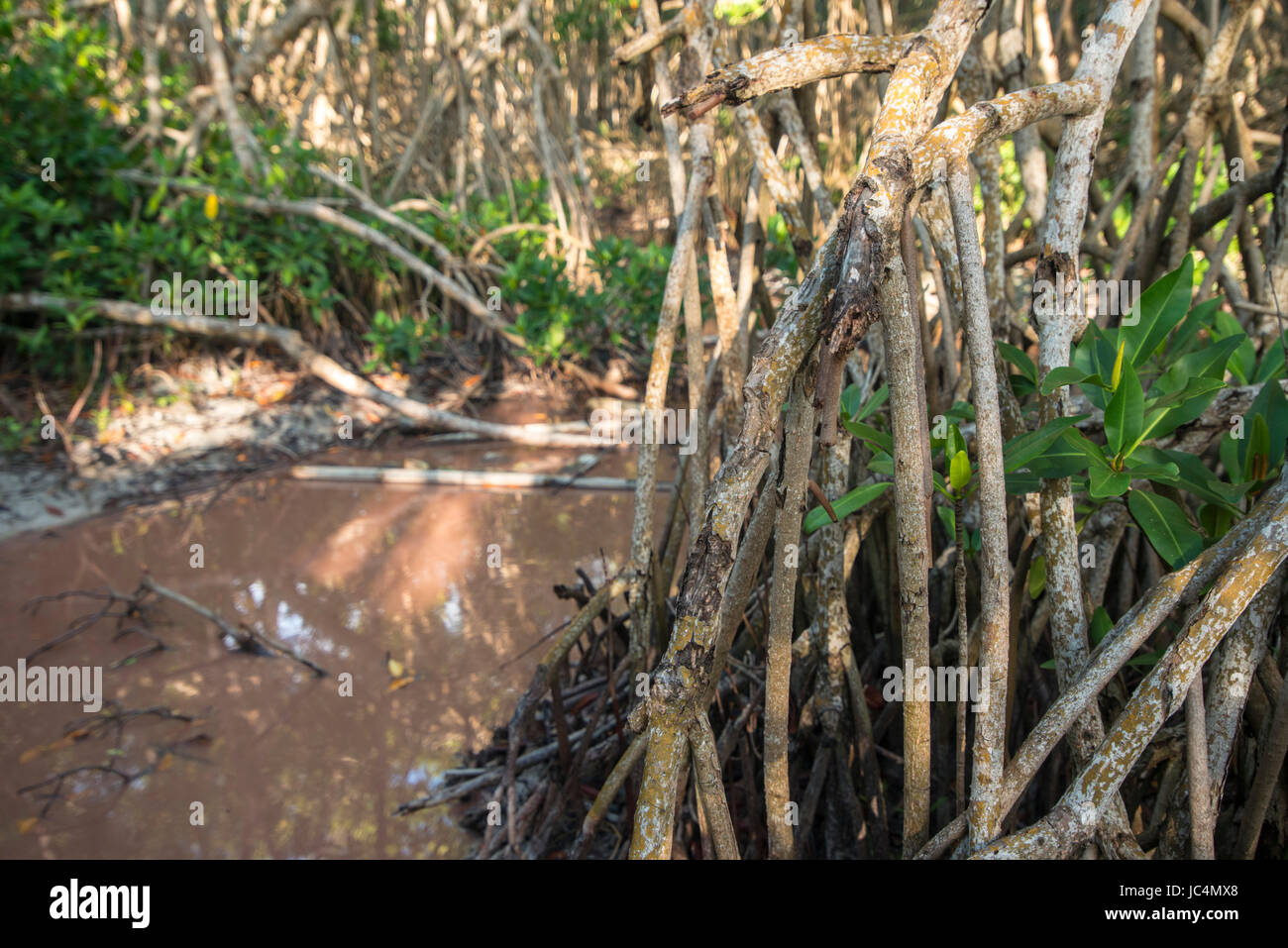 mangroves Banque D'Images