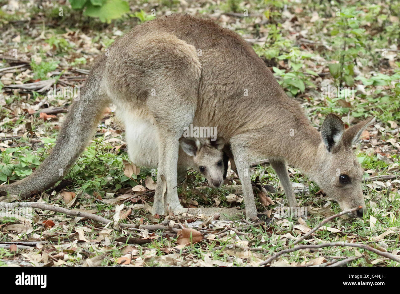 Une Alimentation Kangourou Avec Son Bebe Dans Sa Poche Photo Stock Alamy