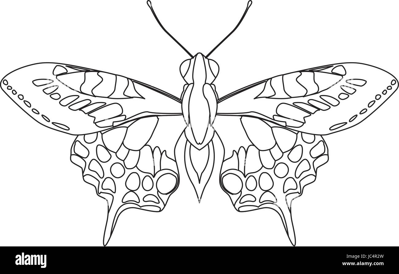 Papillon belle silhouette Illustration de Vecteur