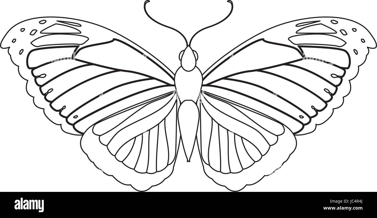 Papillon belle silhouette Illustration de Vecteur