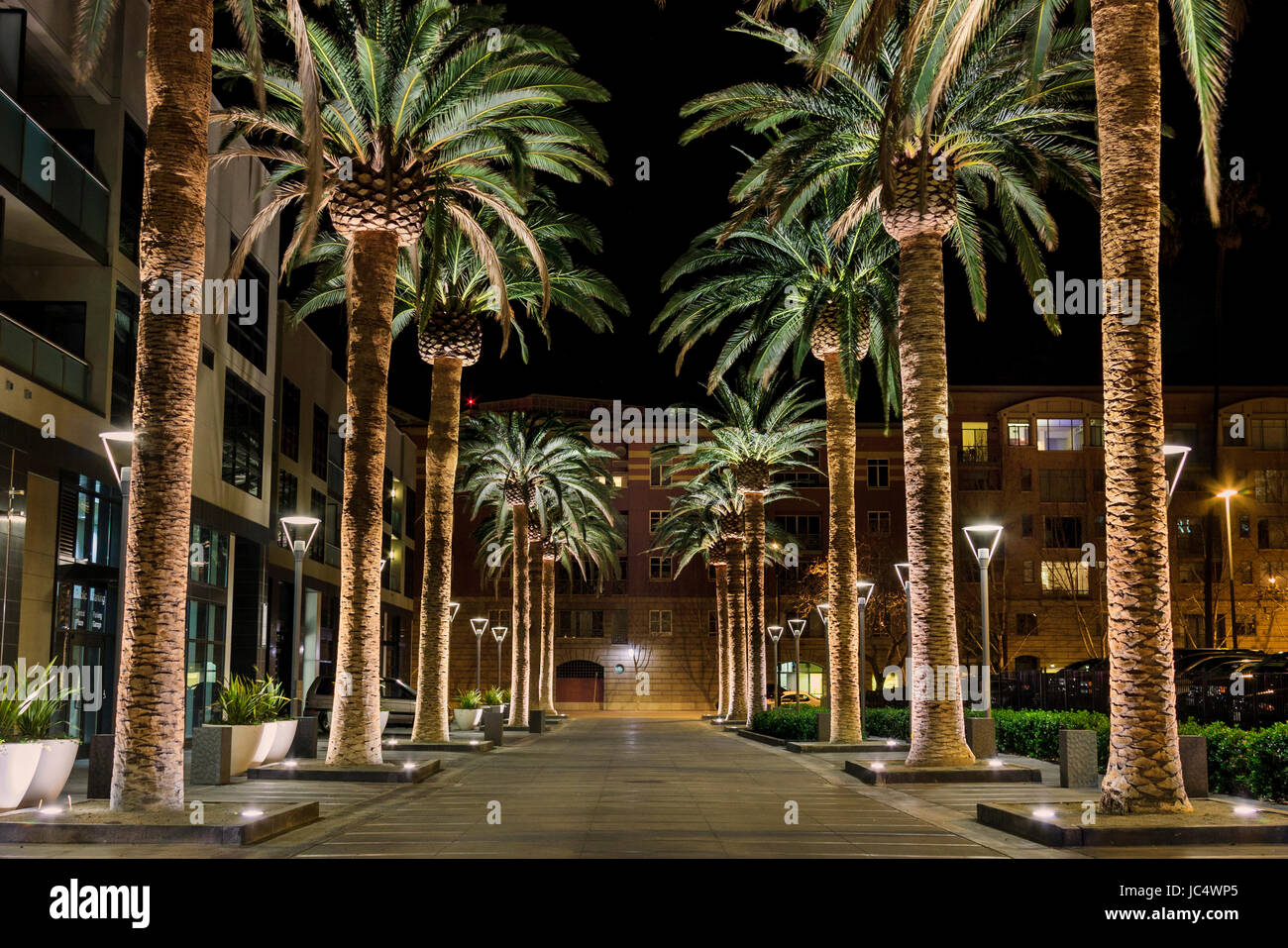 Il s'agit d'une image d'une rangée de palmiers situé au coeur de San Jose's downtown district. La scène est un ensemble bien éclairé de palmier situé al Banque D'Images