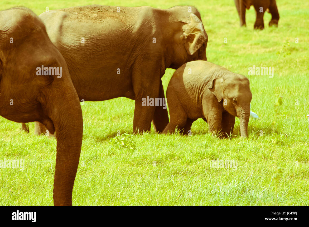 Grand groupe d'éléphants à un safari dans le parc de Sigiriya Sri Lanka Banque D'Images