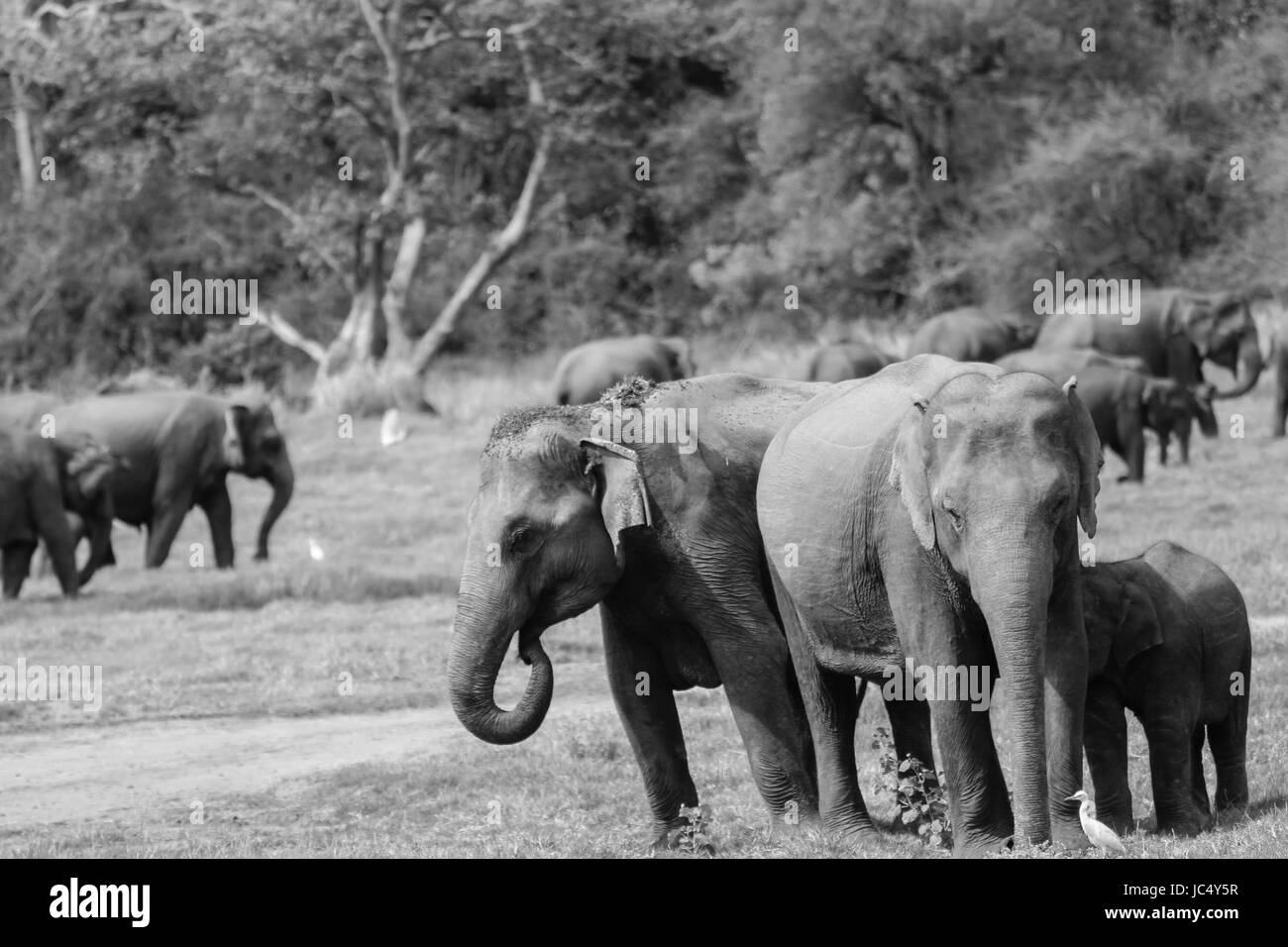 Grand groupe d'éléphants à un safari dans le parc de Sigiriya Sri Lanka Banque D'Images
