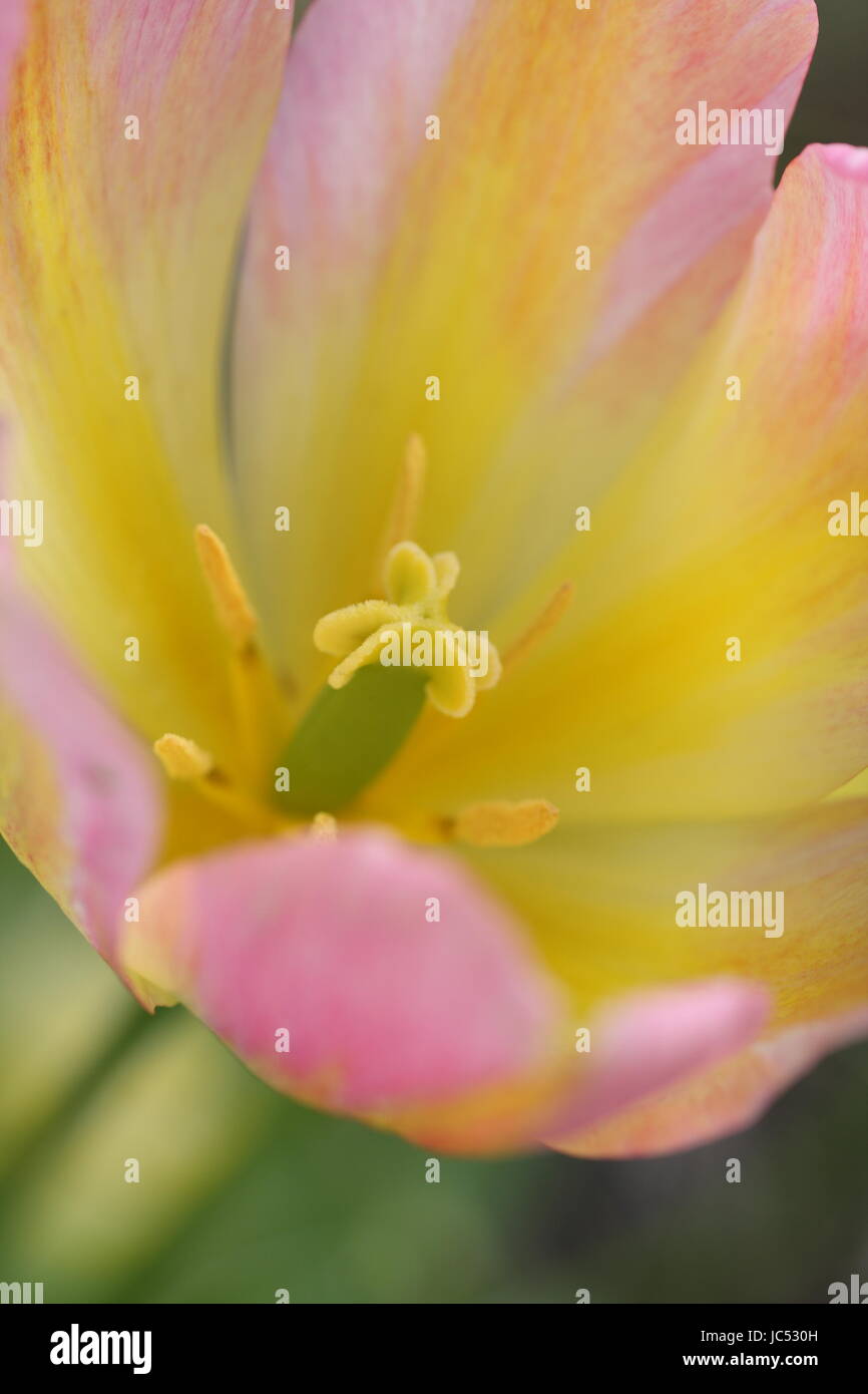 Tulipe panachée avec une faible profondeur de champ pour les effets de flou. Banque D'Images