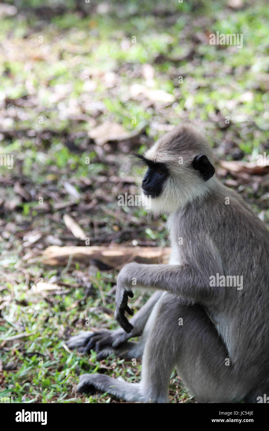 Singes Entelle gris sauvages jouer bébé et des profils Banque D'Images